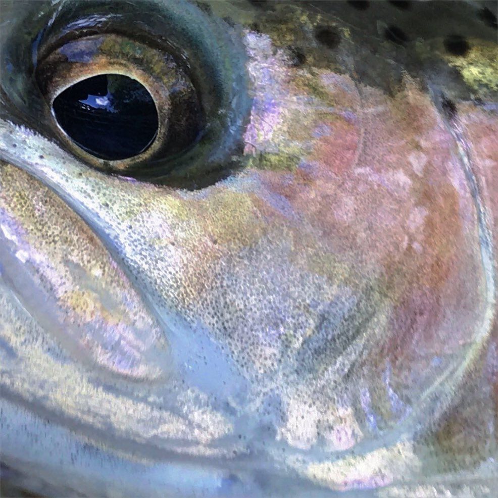 me as a trout lol